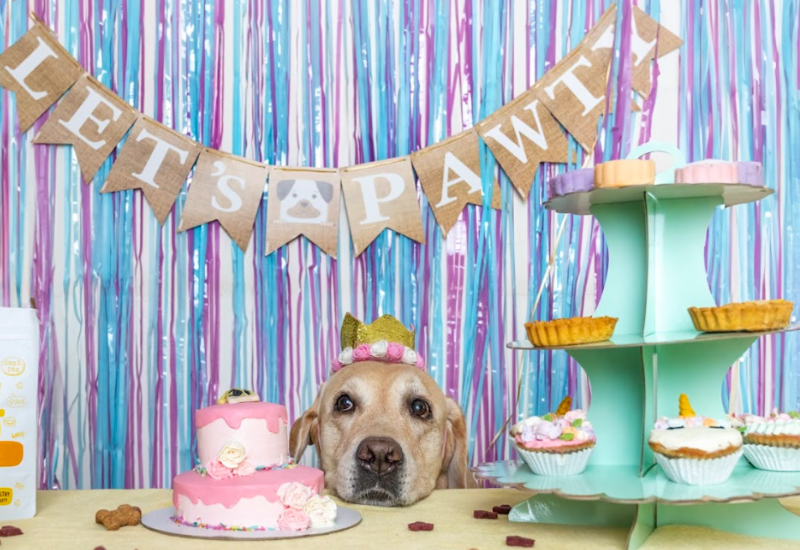 Cake for 2024 dogs and humans