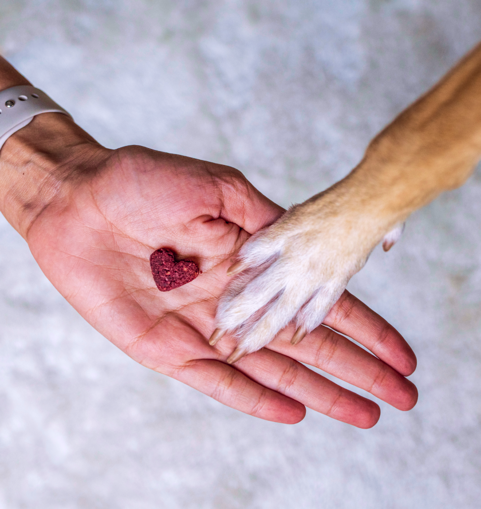 Dogs can’t resist Barker’s Dozen treats