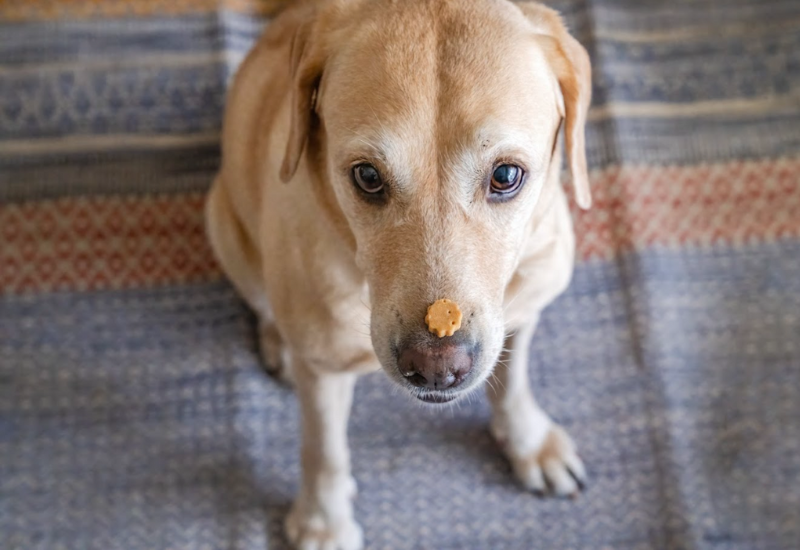 how to make dog food with chicken