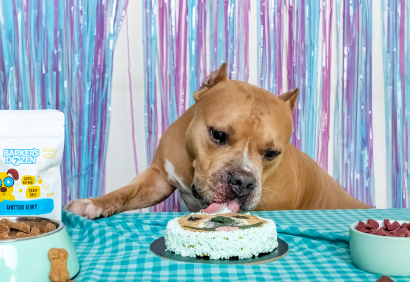 Ideas for your dog's birthday - Celebrate in style!