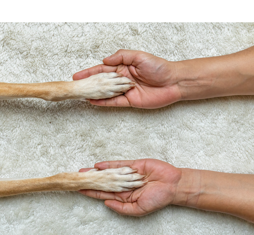 Dog and Human holding hands. Click to know more About us