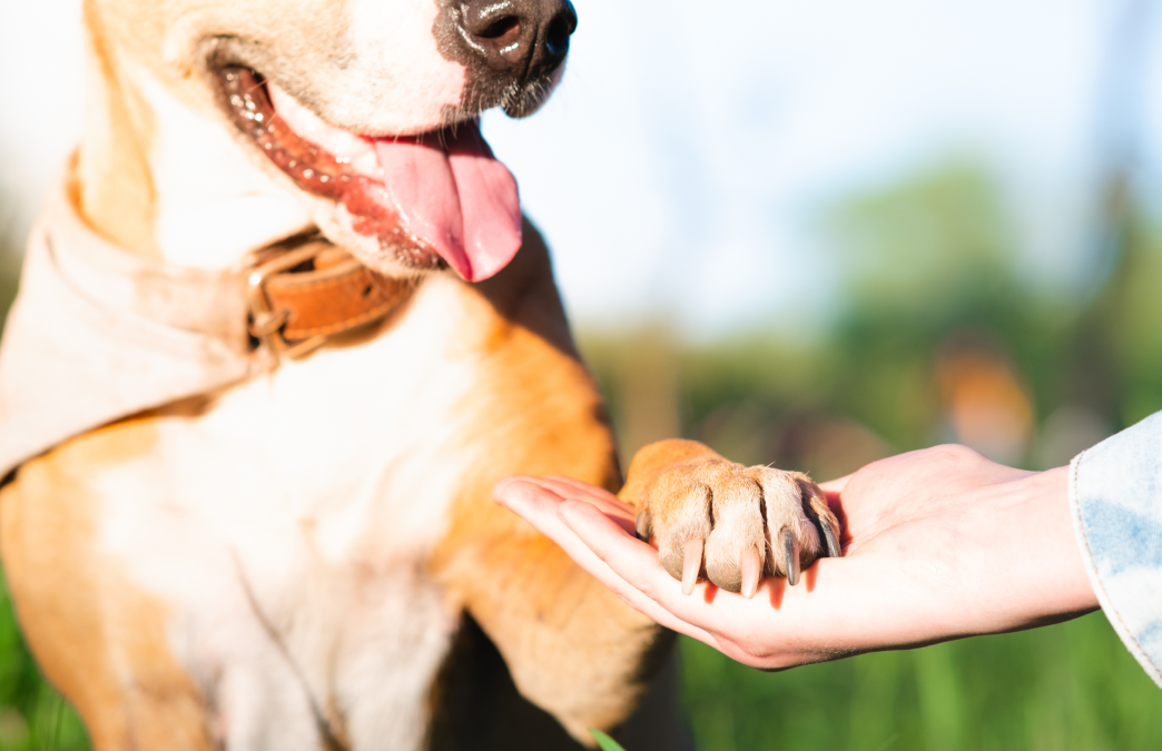 Dog holding a human hand. Do good with Barkers Dozen dog treats.